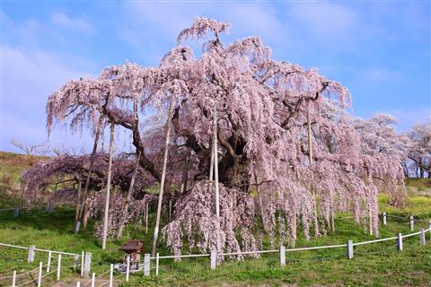 三春滝桜